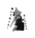 犬 Crystal Dogs出身わんこたち1（個別スタンプ：15）