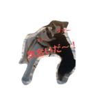 犬 Crystal Dogs出身わんこたち1（個別スタンプ：16）