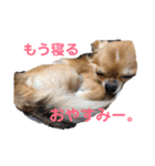 リクちわわスタンプ（個別スタンプ：5）