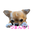 リクちわわスタンプ（個別スタンプ：6）