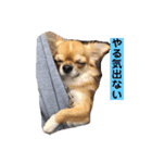 リクちわわスタンプ（個別スタンプ：14）