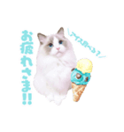 ラグドールのICECREAM（個別スタンプ：1）