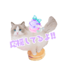 ラグドールのICECREAM（個別スタンプ：15）