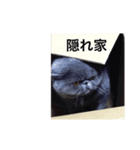 ネコのライラちゃん（個別スタンプ：1）