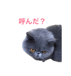 ネコのライラちゃん（個別スタンプ：2）