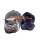 ネコのライラちゃん（個別スタンプ：3）