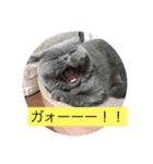 ネコのライラちゃん（個別スタンプ：4）