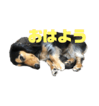 気持ち代弁犬（個別スタンプ：1）