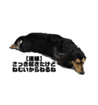 気持ち代弁犬（個別スタンプ：2）