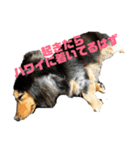 気持ち代弁犬（個別スタンプ：3）