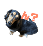 気持ち代弁犬（個別スタンプ：6）