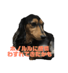 気持ち代弁犬（個別スタンプ：9）