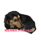 気持ち代弁犬（個別スタンプ：12）