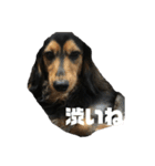 気持ち代弁犬（個別スタンプ：13）