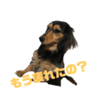 気持ち代弁犬（個別スタンプ：15）