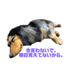 気持ち代弁犬（個別スタンプ：16）
