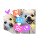 ゴンとカシュー（個別スタンプ：4）