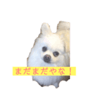 ゴンとカシュー（個別スタンプ：6）
