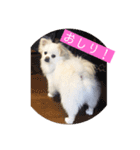 ゴンとカシュー（個別スタンプ：7）