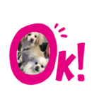ゴンとカシュー（個別スタンプ：8）