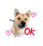 我が家の柴犬くん（個別スタンプ：1）