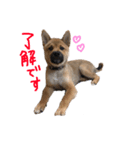 我が家の柴犬くん（個別スタンプ：2）
