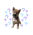 我が家の柴犬くん（個別スタンプ：3）
