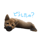 我が家の柴犬くん（個別スタンプ：5）