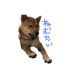 我が家の柴犬くん（個別スタンプ：6）