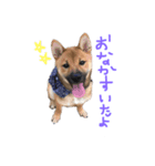 我が家の柴犬くん（個別スタンプ：7）