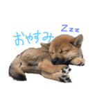 我が家の柴犬くん（個別スタンプ：8）