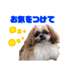 みんなのワンコ(敬語編)（個別スタンプ：10）