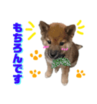 みんなのワンコ(敬語編)（個別スタンプ：17）