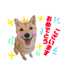 みんなのワンコ(敬語編)（個別スタンプ：20）