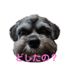 ラサアプソのちゃいくんです♪（個別スタンプ：1）