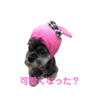 ラサアプソのちゃいくんです♪（個別スタンプ：4）
