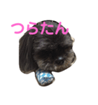ラサアプソのちゃいくんです♪（個別スタンプ：10）