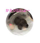 ラサアプソのちゃいくんです♪（個別スタンプ：11）