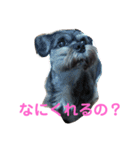 ラサアプソのちゃいくんです♪（個別スタンプ：12）