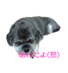 ラサアプソのちゃいくんです♪（個別スタンプ：14）