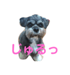 ラサアプソのちゃいくんです♪（個別スタンプ：15）