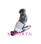 ラサアプソのちゃいくんです♪（個別スタンプ：17）