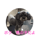 ラサアプソのちゃいくんです♪（個別スタンプ：19）