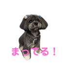 ラサアプソのちゃいくんです♪（個別スタンプ：20）
