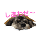 ラサアプソのちゃいくんです♪（個別スタンプ：22）