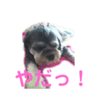 ラサアプソのちゃいくんです♪（個別スタンプ：23）