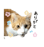 わが家のネコ（個別スタンプ：1）