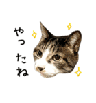 わが家のネコ（個別スタンプ：2）
