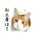 わが家のネコ（個別スタンプ：3）