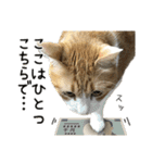 わが家のネコ（個別スタンプ：4）